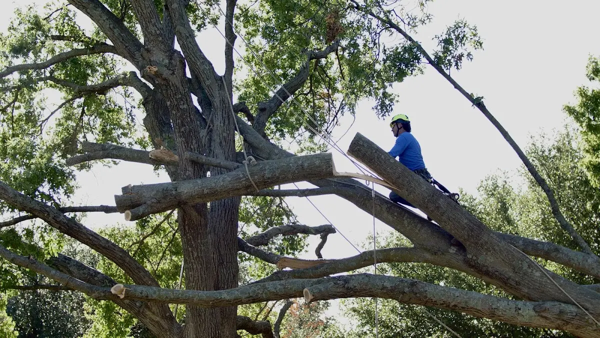 Professional Crown Thinning performed by certified arborists in Blackwell